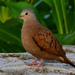 Ruddy Ground Dove - Photo (c) Ad Konings, some rights reserved (CC BY-NC), uploaded by Ad Konings