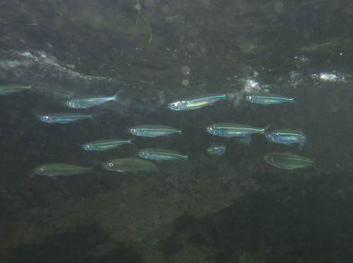 Barnes' koornaarvis (Hypoatherina barnesi) — Atherinidae