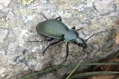 Carabus sylvestris