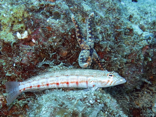 Parapercis multiplicata observed 2013-11-25