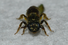 Lasioglossum bruneri