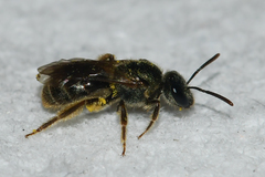 Lasioglossum bruneri