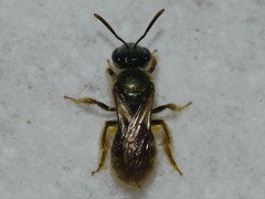 Lasioglossum bruneri
