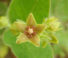 Matelea cynanchoides