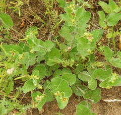 Matelea cynanchoides