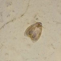 Schistophleps bipuncta