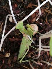 Hierodula tenuidentata