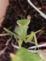 Hierodula tenuidentata