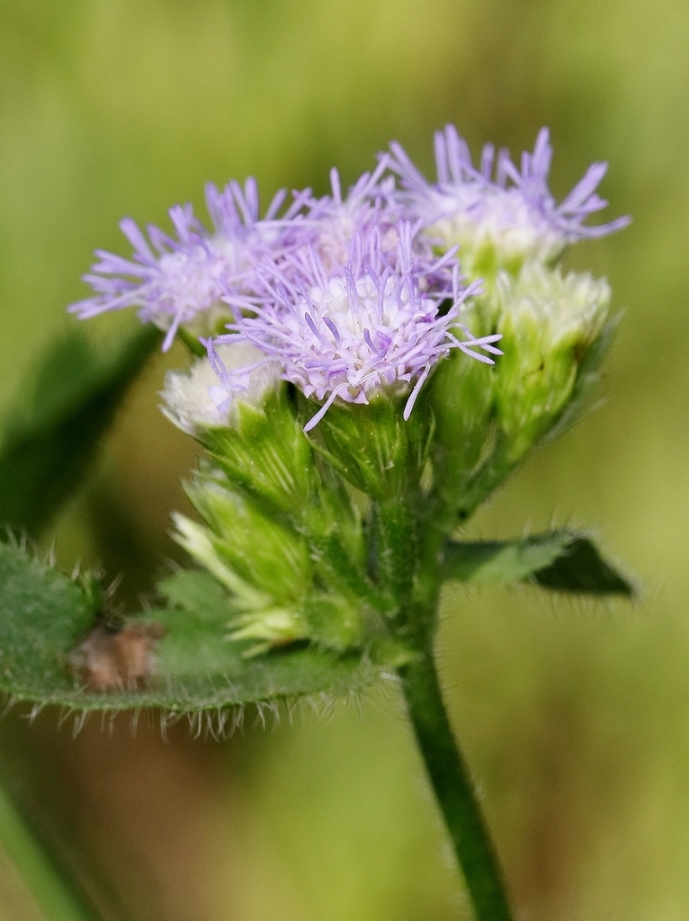 Praxelis diffusa