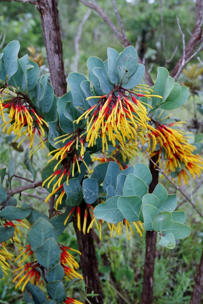 Psittacanthus