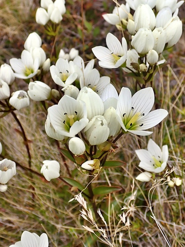 Gentianella patula, photograph 6