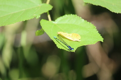 Argia oculata image