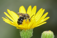 Colletes simulans