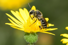 Colletes simulans