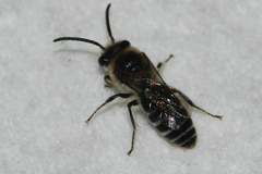Colletes simulans