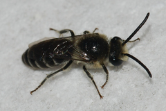 Colletes simulans