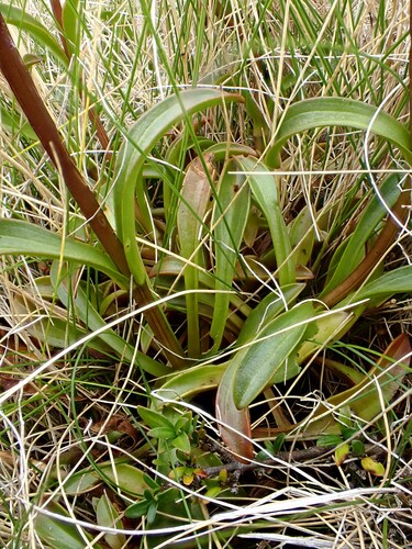 Gentianella patula, photograph 5