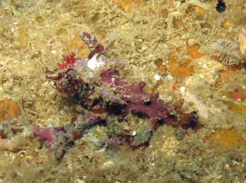Homalocantha zamboi, 2013-12-02