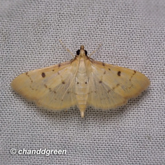 Herpetogramma basalis