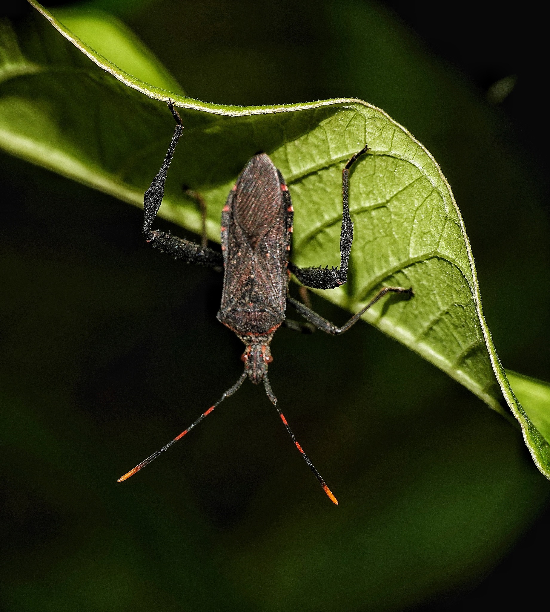 Leptoglossus gonagra (Fabricius, 1775)