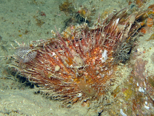 Spondylus visayensis · iNaturalist