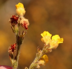 Hermannia stipulacea