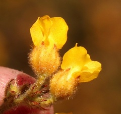 Hermannia stipulacea