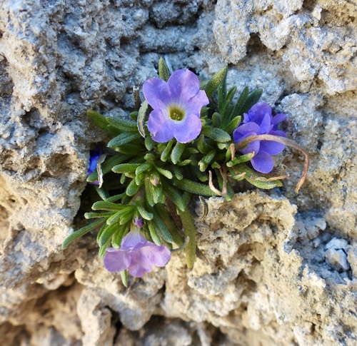 Image of Nama stevensii by (c) Bob Nieman, some rights reserved (CC BY)