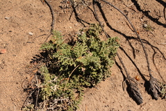 Pelargonium radulifolium