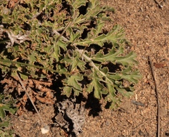 Pelargonium radulifolium