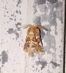 Thaumetopoea herculeana