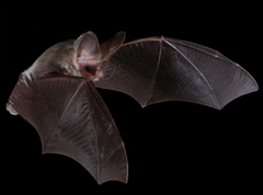 Nyctophilus geoffroyi