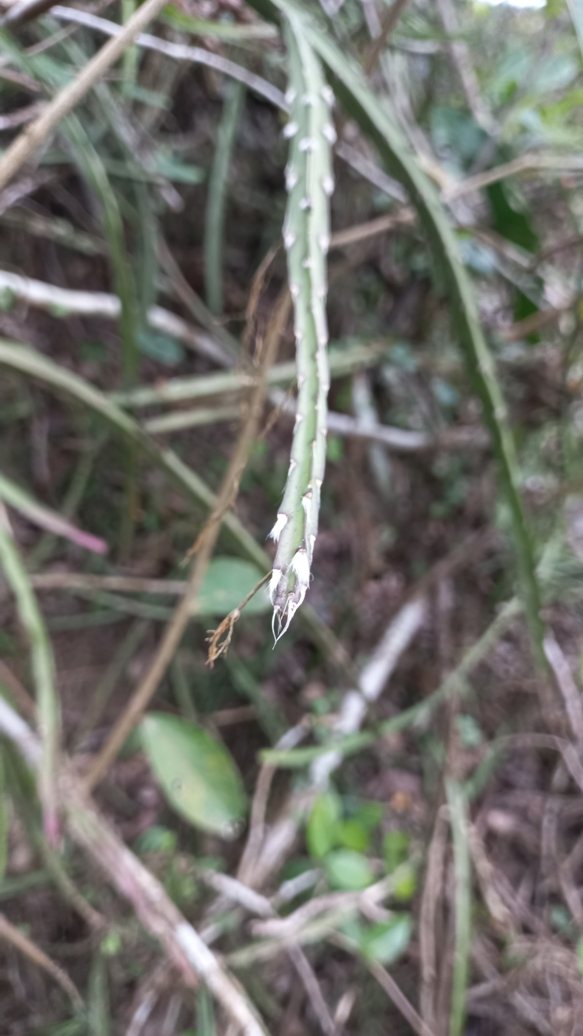 Lepismium cruciforme