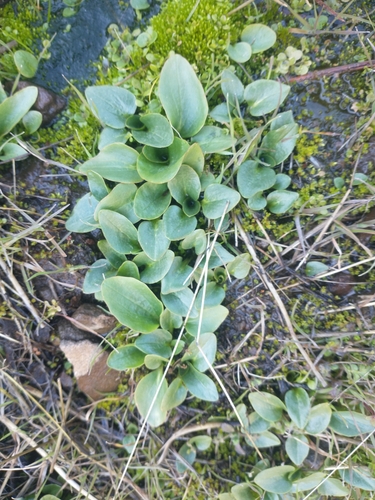 Micranthes fragosa (Micranthes fragosa)