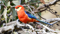 Platycercus icterotis