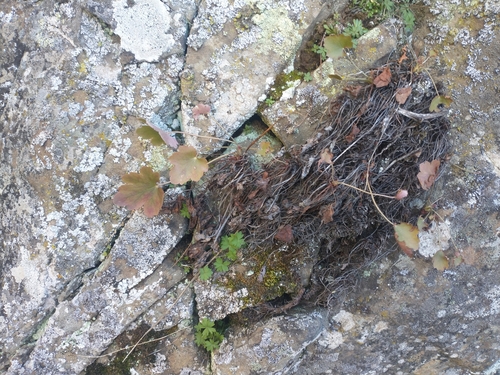 gooseberry-leaf alumroot (Heuchera grossulariifolia)
