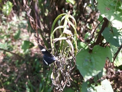 Lepidoptera