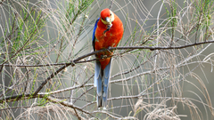 Platycercus icterotis