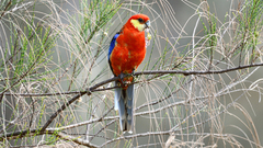 Platycercus icterotis