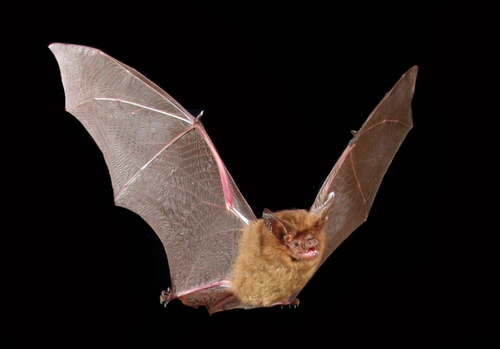 Eastern Long-eared Bat (Nyctophilus bifax) — Least Concern Mammalia