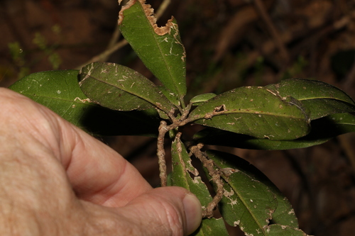Image of Medicosma cunninghamii by (c) Greg Tasney, some rights reserved (CC BY-SA)