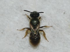 Lasioglossum bruneri