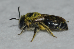 Colletes simulans