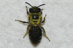 Colletes simulans