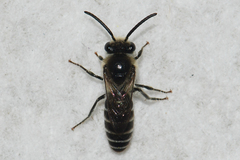 Colletes simulans
