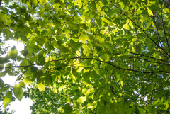 Magnolia acuminata