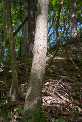 Magnolia acuminata