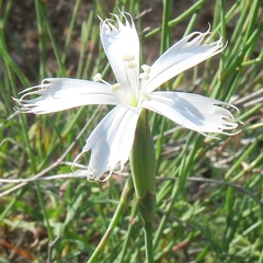 Dianthus namaensis