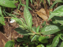 Image of Asystasia mysorensis