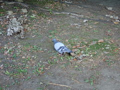Columba livia domestica
